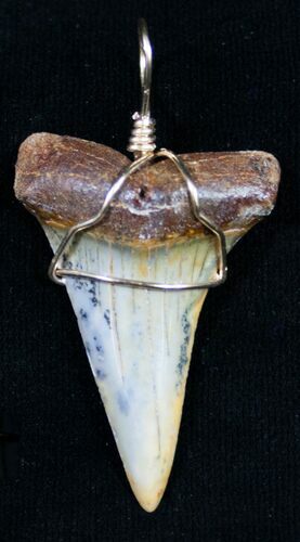 Fossil Mako Tooth Pendant - Bakersfield, CA #8918